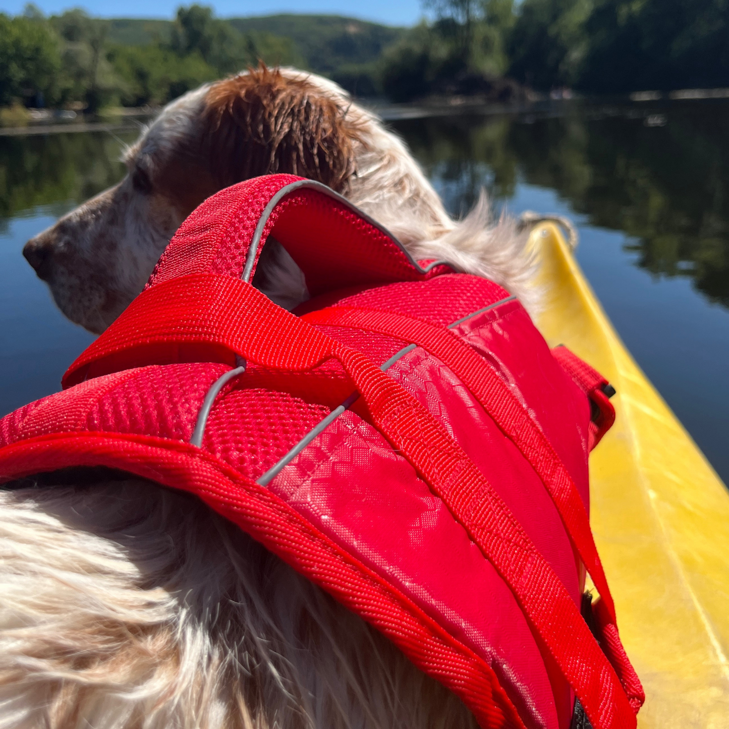 Chien assis dans un canoë portant le gilet de sauvetage Nautik OrkaDog, poignées visibles pour assistance dans l’eau.