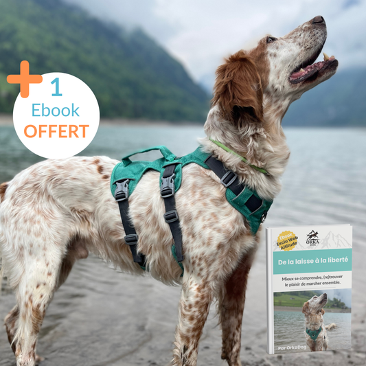 Chien debout devant un lac avec le harnais Altitude OrkaDog, 1 eBook offert sur la marche en laisse et la liberté contrôlée.