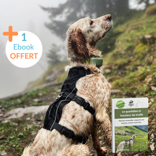 Chien mouillé avec le harnais Trekka OrkaDog en montagne, 1 eBook offert sur les besoins du chien au quotidien.