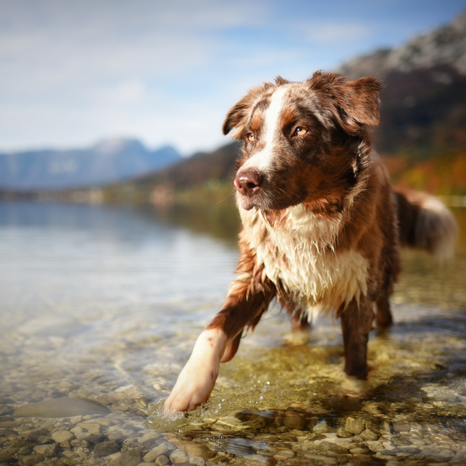 Chien sortant d’un lac de montagne après une baignade rafraîchissante