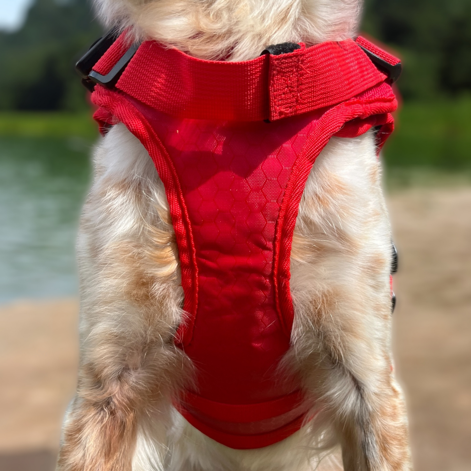 Vue frontale du gilet Nautik OrkaDog porté, coupe ajustée au poitrail du chien pour liberté de mouvement.