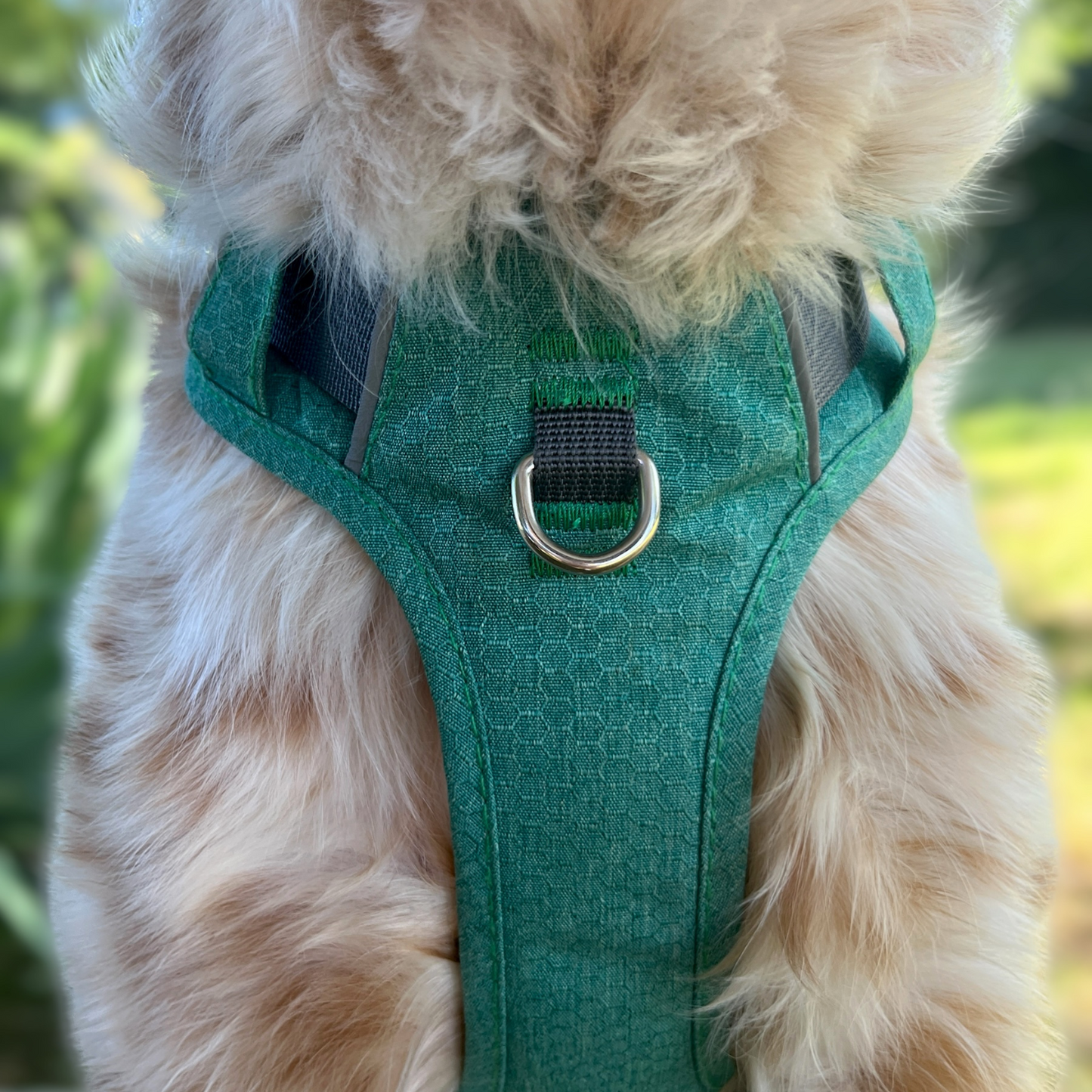 Vue frontale du harnais Altitude OrkaDog avec attache anti-traction au poitrail pour une éducation en douceur