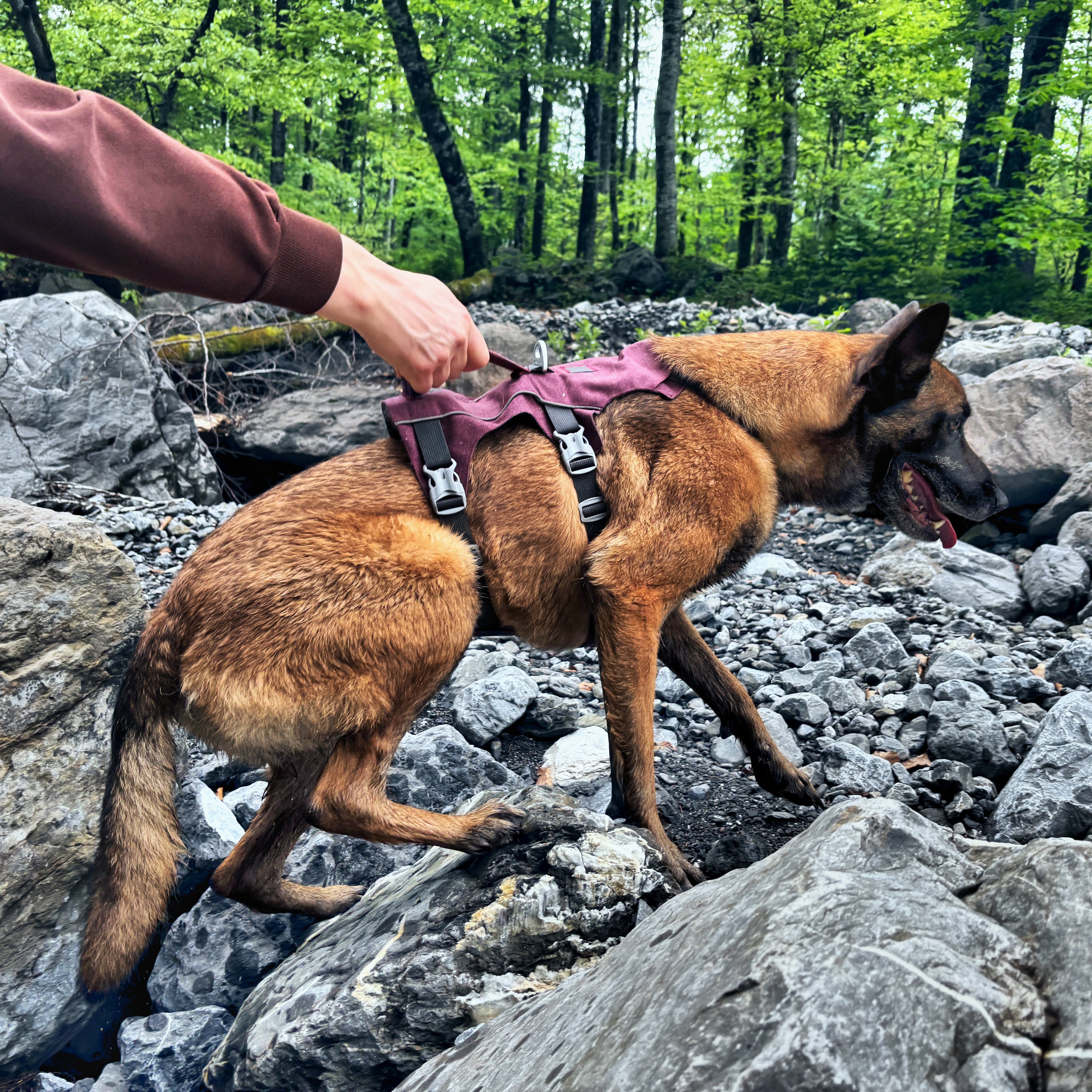 Homme qui aide son chien actif sur sentier accidenté avec la poignée du harnais Explorer OrkaDog