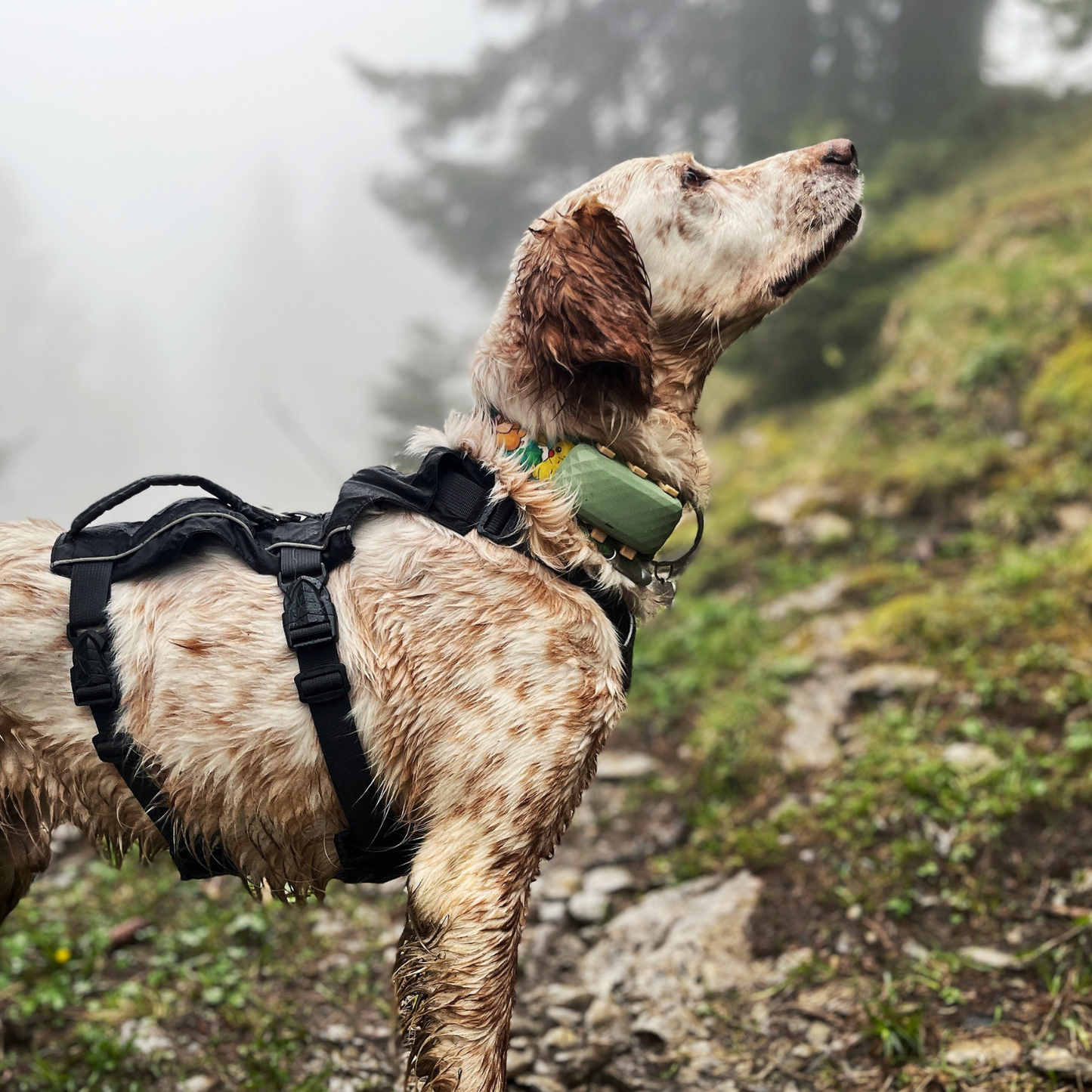 Harnais Trekka OrkaDog noir vu de profil en pleine randonnée en montagne avec chien trempé