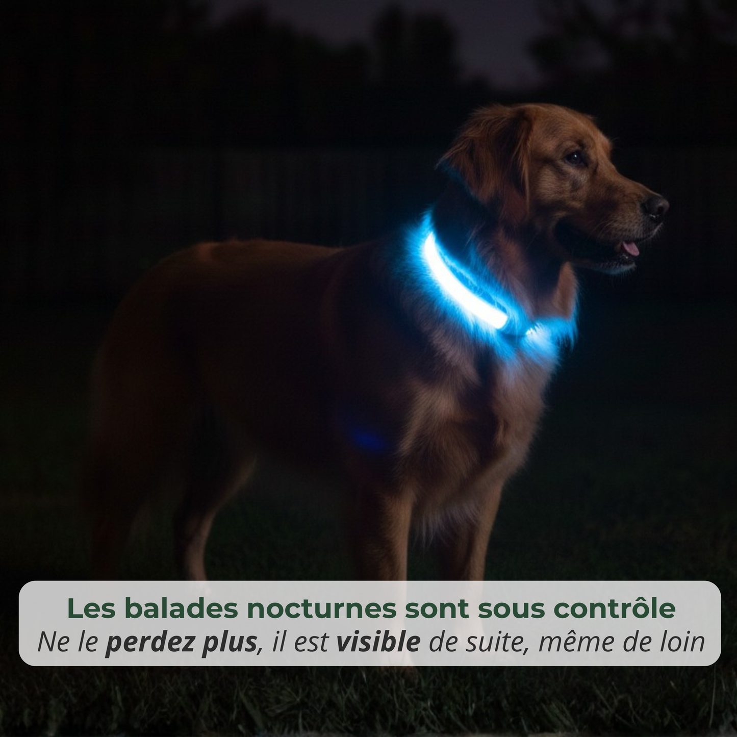 Collier LED Haute visibilité