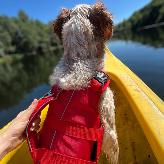 Chien vu de dos en balade nautique, portant le gilet de flottaison Nautik OrkaDog sur l’eau.
