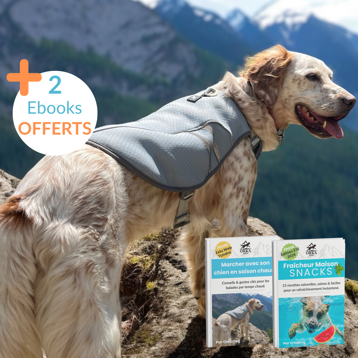 Chien équipé du gilet rafraîchissant Tundra OrkaDog en randonnée, avec deux ebooks offerts pour l’été.