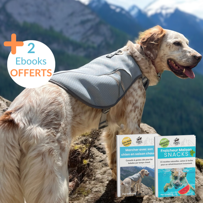Chien équipé du gilet rafraîchissant Tundra OrkaDog en randonnée, avec deux ebooks offerts pour l’été.