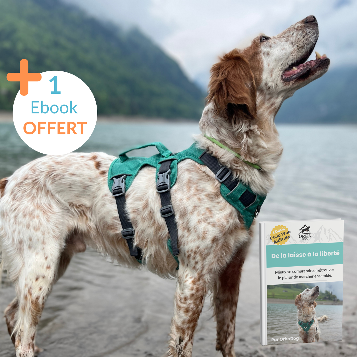 Chien debout devant un lac avec le harnais Altitude OrkaDog, 1 eBook offert sur la marche en laisse et la liberté contrôlée.