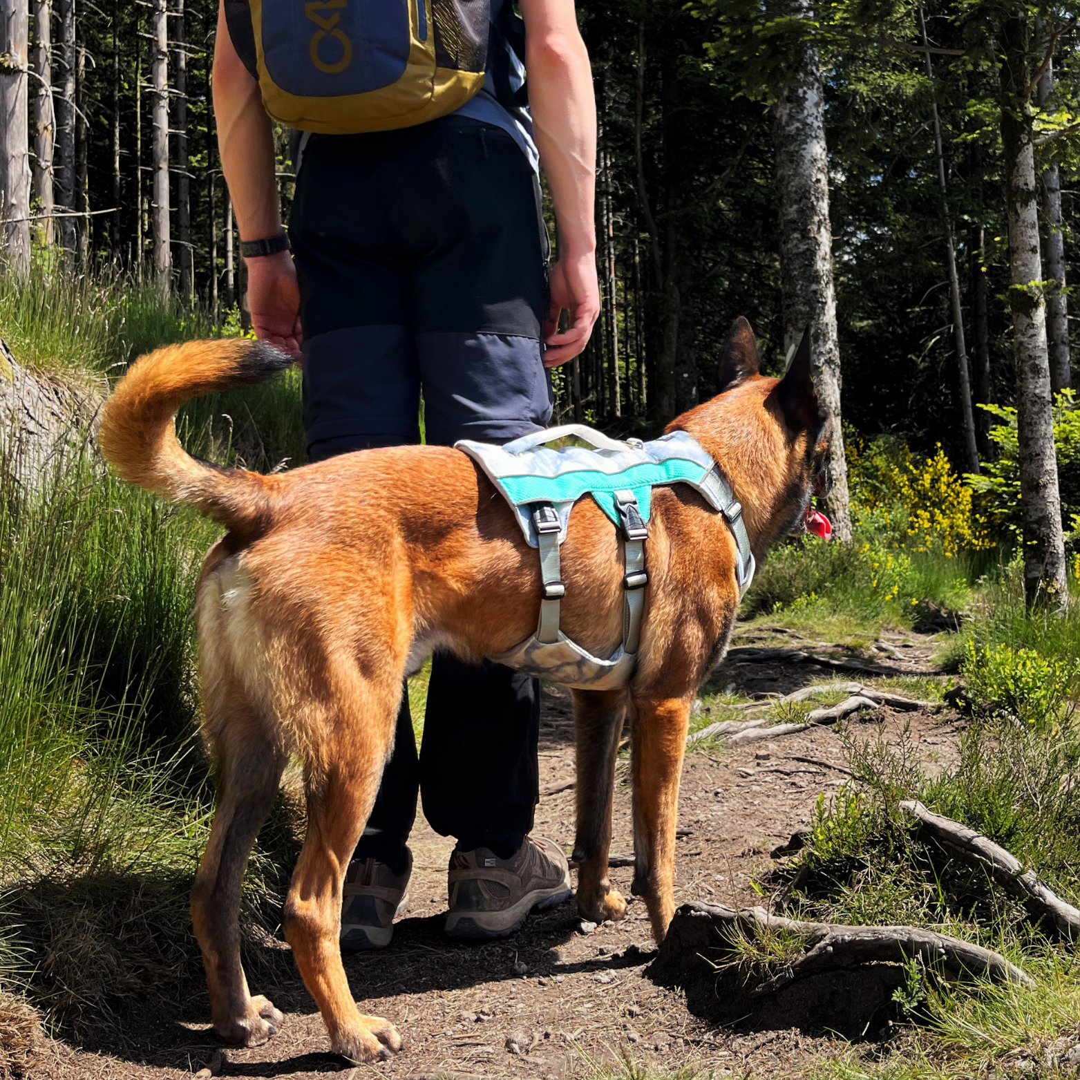 Chien et homme en balade en forêt avec harnais rafraîchissant 3 points OrkaDog vue arrière