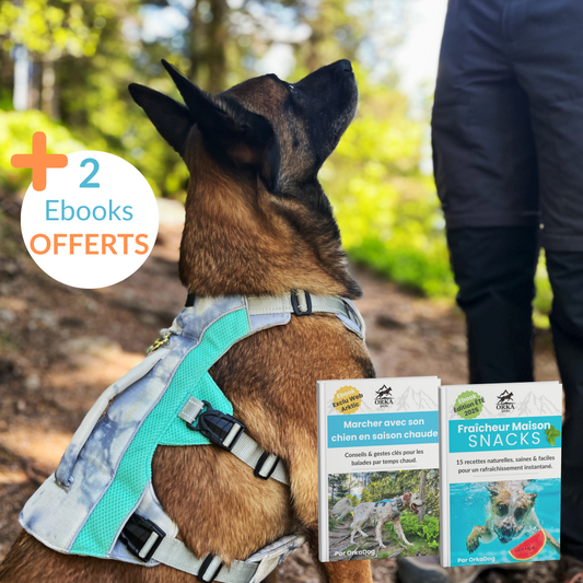 Chien portant le harnais rafraîchissant Arktic OrkaDog en forêt, visuel avec 2 ebooks offerts pour la saison chaude.