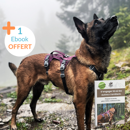 Chien équipé du harnais Explorer OrkaDog en montagne brumeuse, visuel 1 eBook offert pour la randonnée engagée avec son chien.