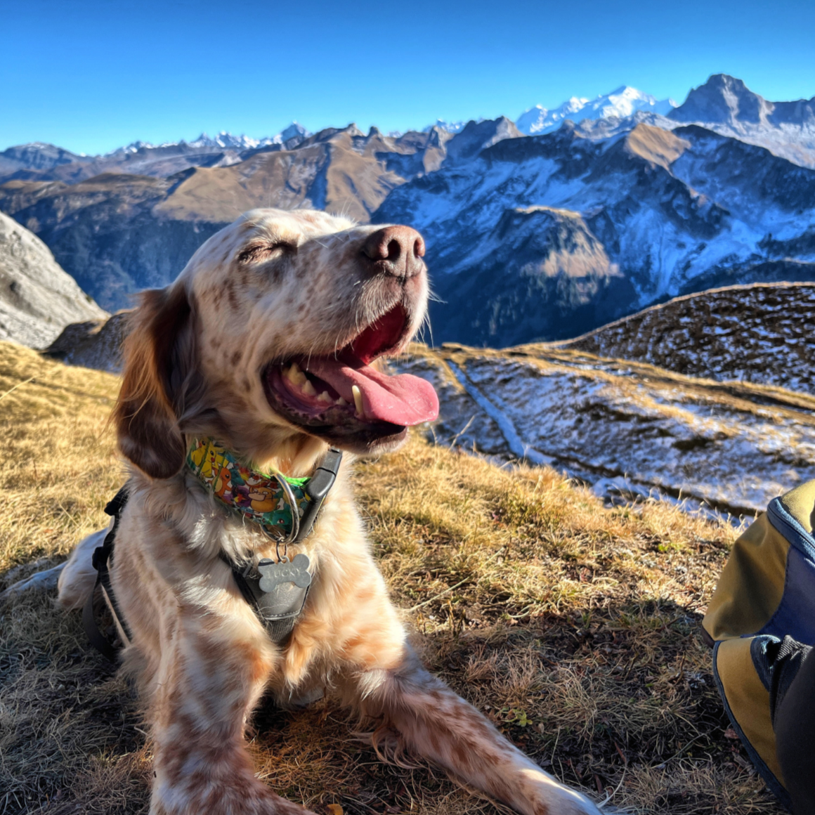 Chien équipé d’un harnais OrkaDog profitant de la vue sur les montagnes enneigées