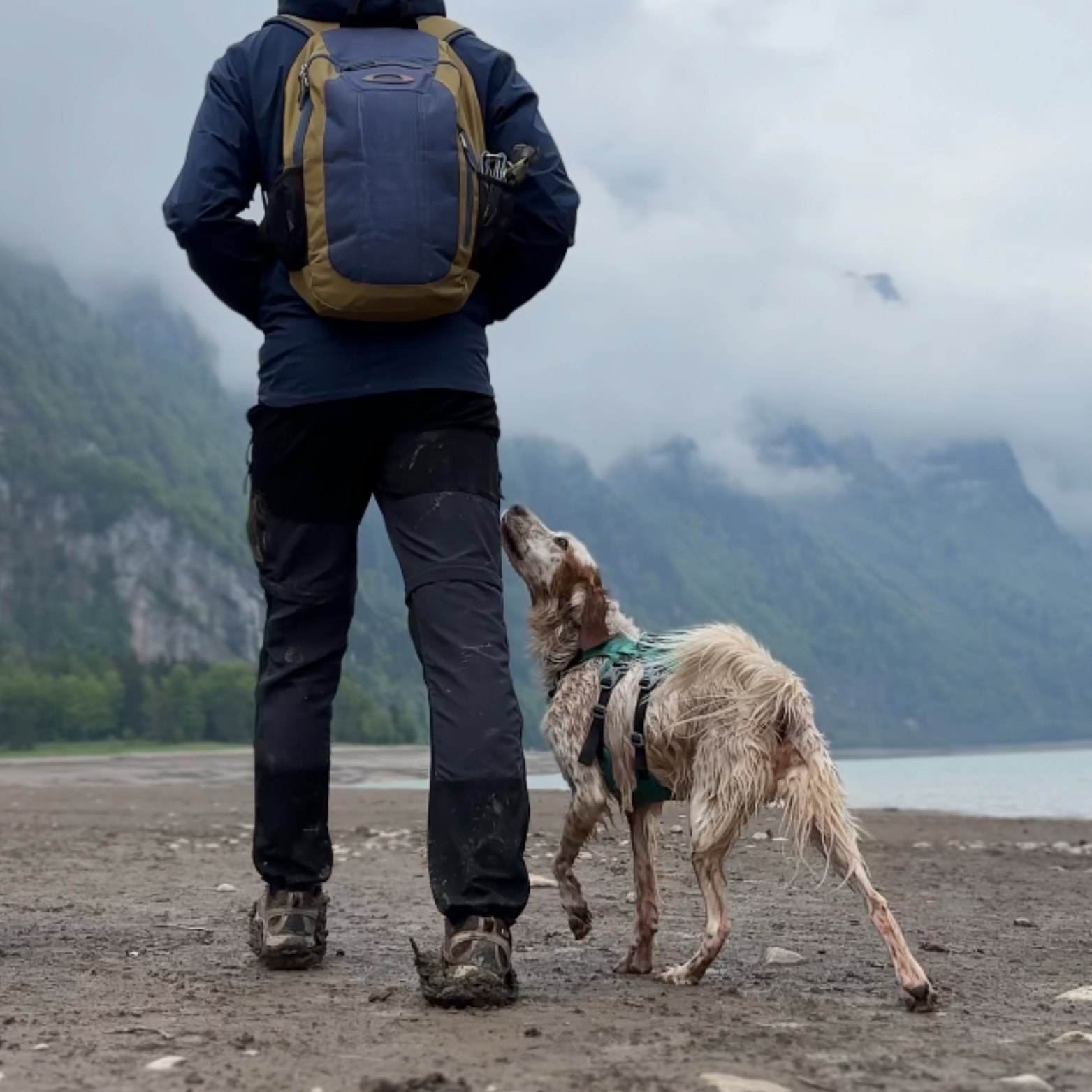 Chien en harnais Altitude 3 points après une randonnée boueuse, harnais anti-évasion robuste