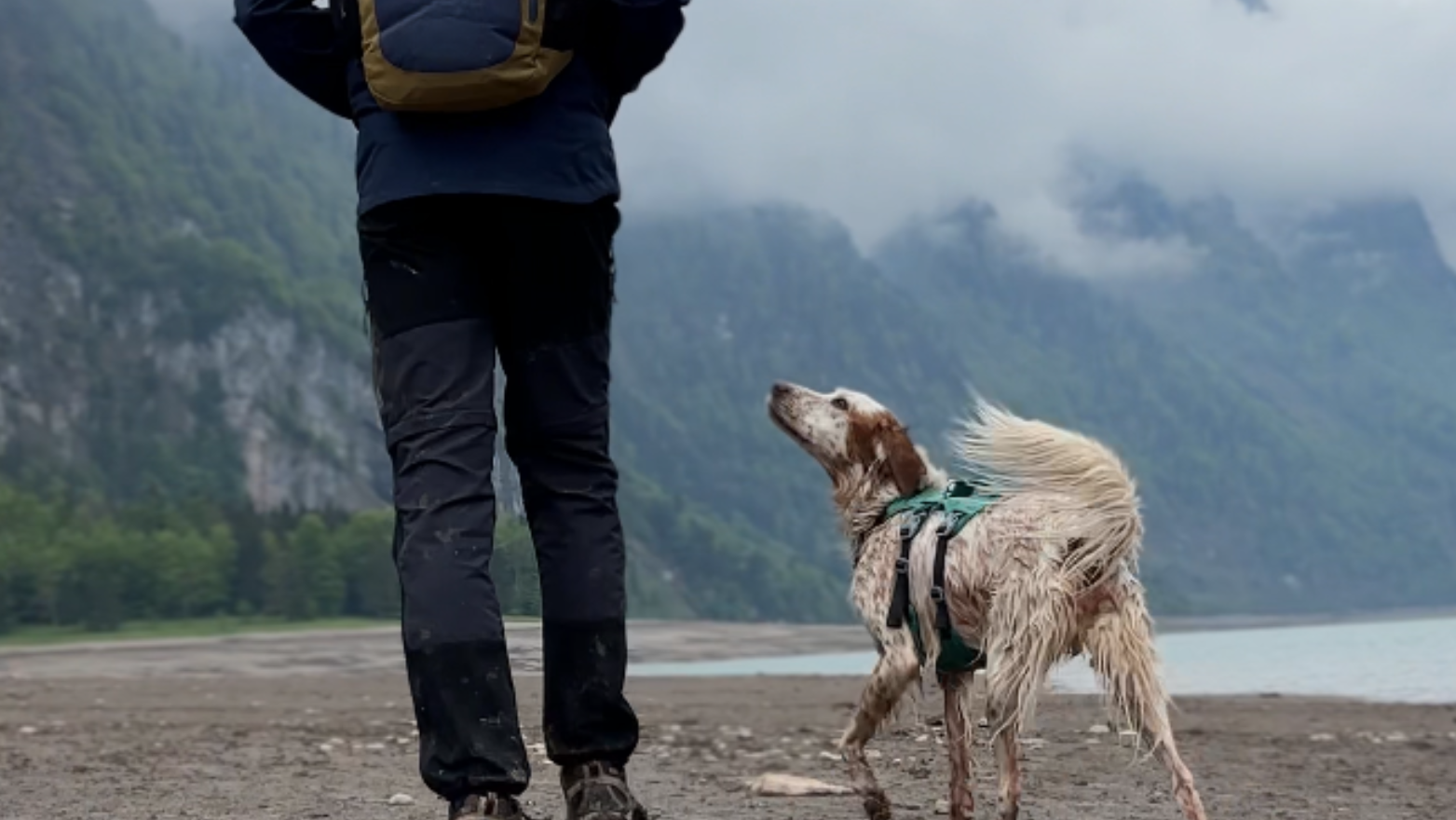 Chien en harnais OrkaDog suivant son humain lors d’une promenade sur les berges d’un lac en montagne