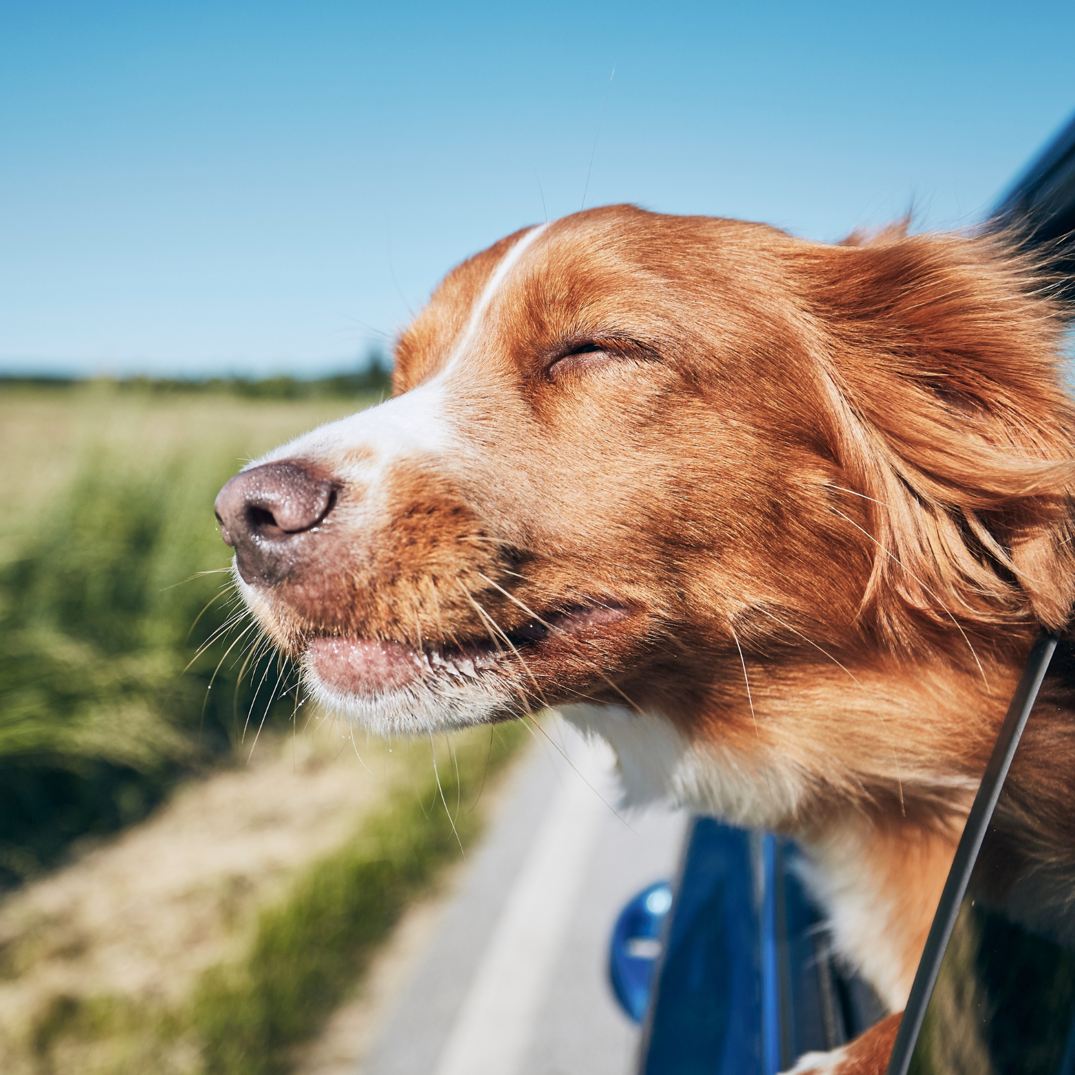 Chien profitant du vent en voiture, museau dehors, symbole de liberté