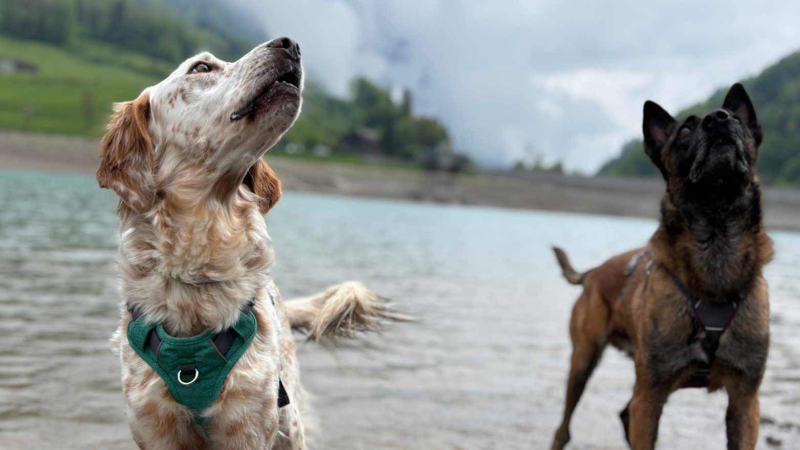 Deux chiens actifs jouant dans l’eau, équipés de harnais OrkaDog, lors d’une sortie outdoor