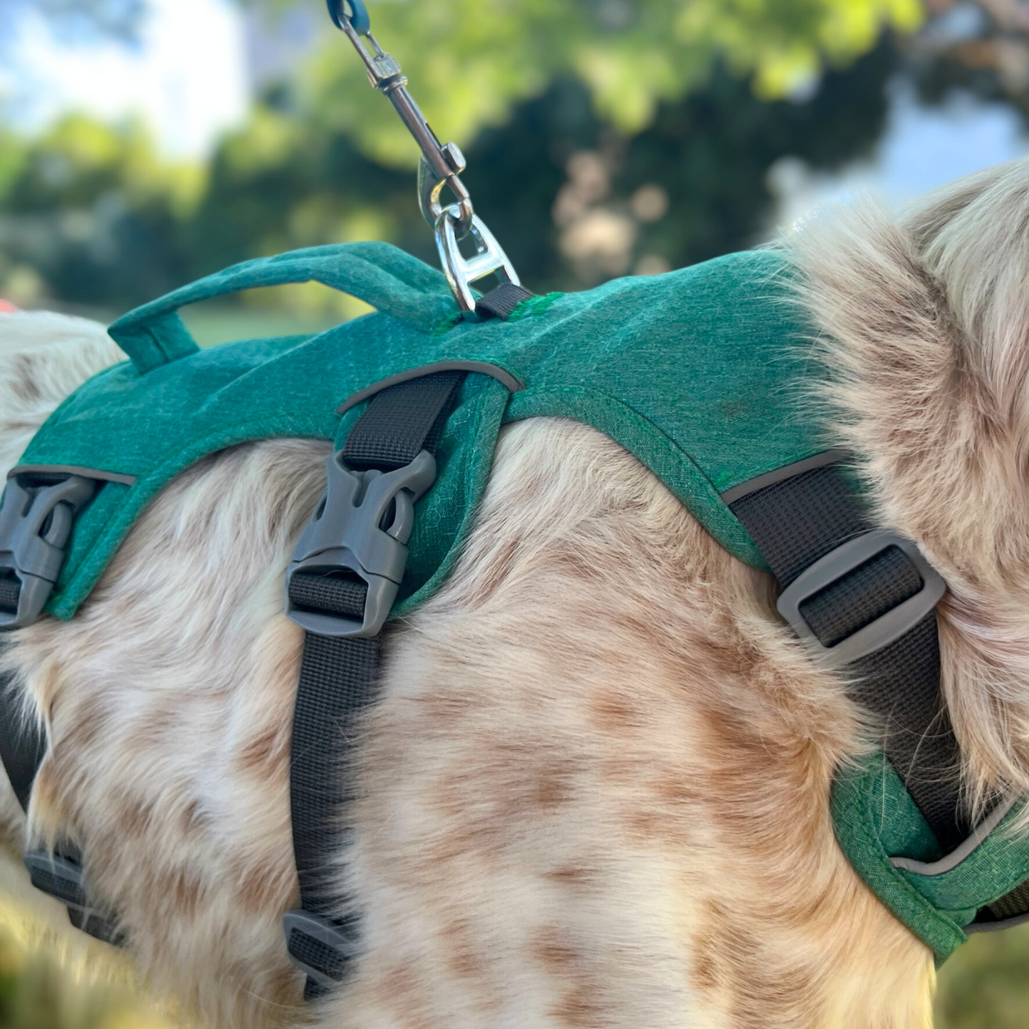 Harnais 3 points vert OrkaDog vu de dos avec laisse fixée sur l’anneau dorsal pendant une promenade