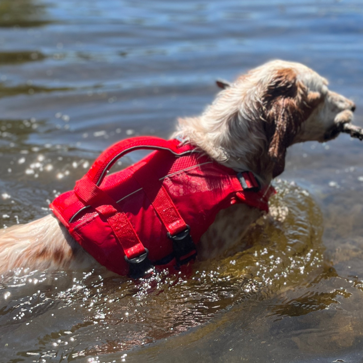 Chien nageant avec le gilet de flottaison Nautik OrkaDog, sécurité et liberté de mouvement en eau vive.