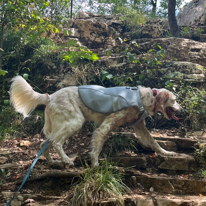 Chien actif équipé du gilet rafraîchissant Tundra OrkaDog, en pleine randonnée en terrain accidenté.