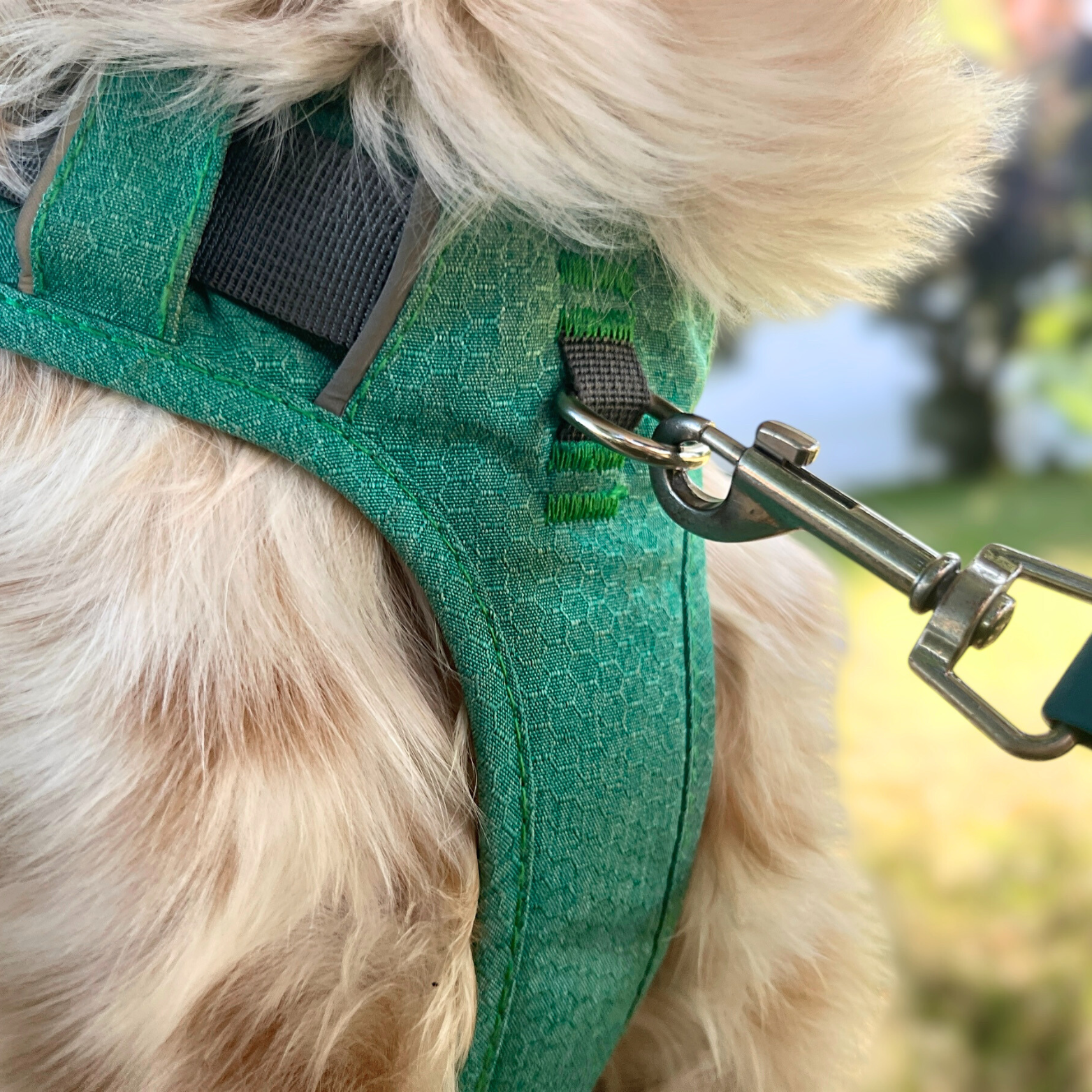 Attache anti-traction du harnais Altitude OrkaDog utilisée pendant la marche en laisse, gros plan