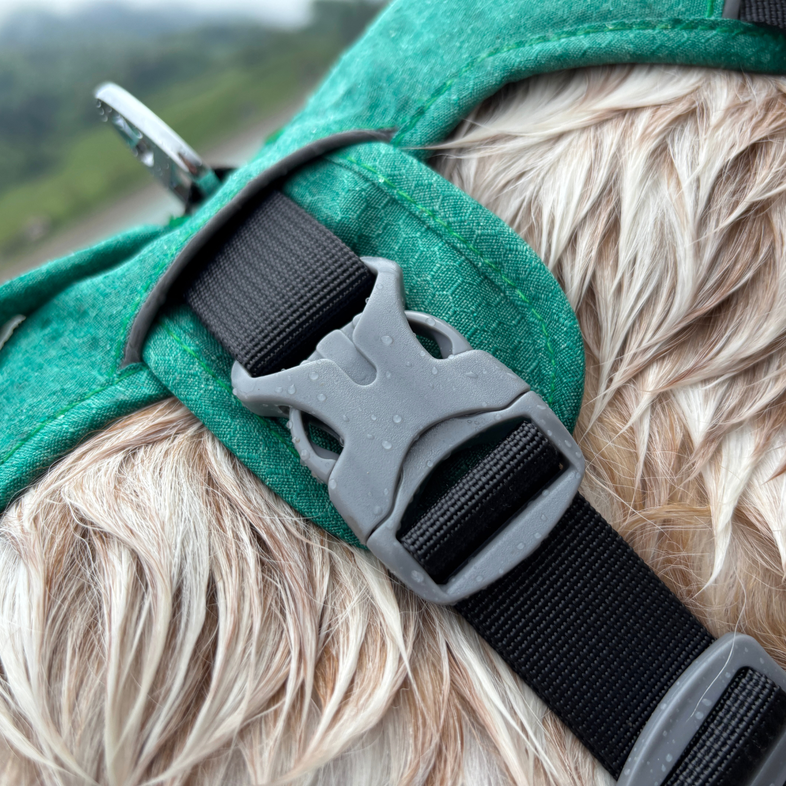 Boucle renforcée du harnais Altitude OrkaDog pour chien actif, gros plan sur le clip latéral sécurisé