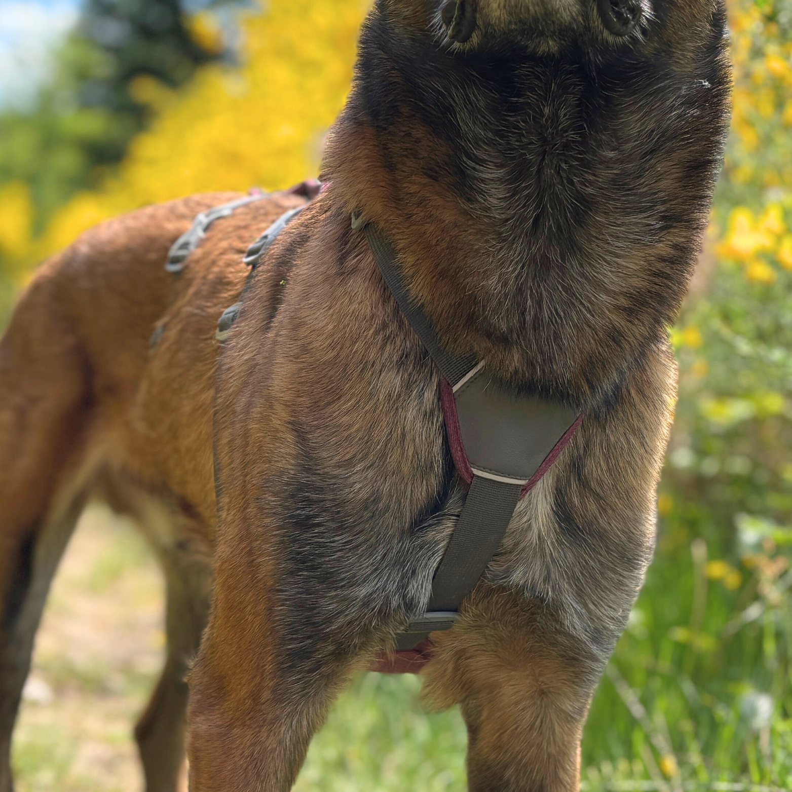 Zoom sur le harnais Explorer OrkaDog – zone poitrail ergonomique pour confort optimal