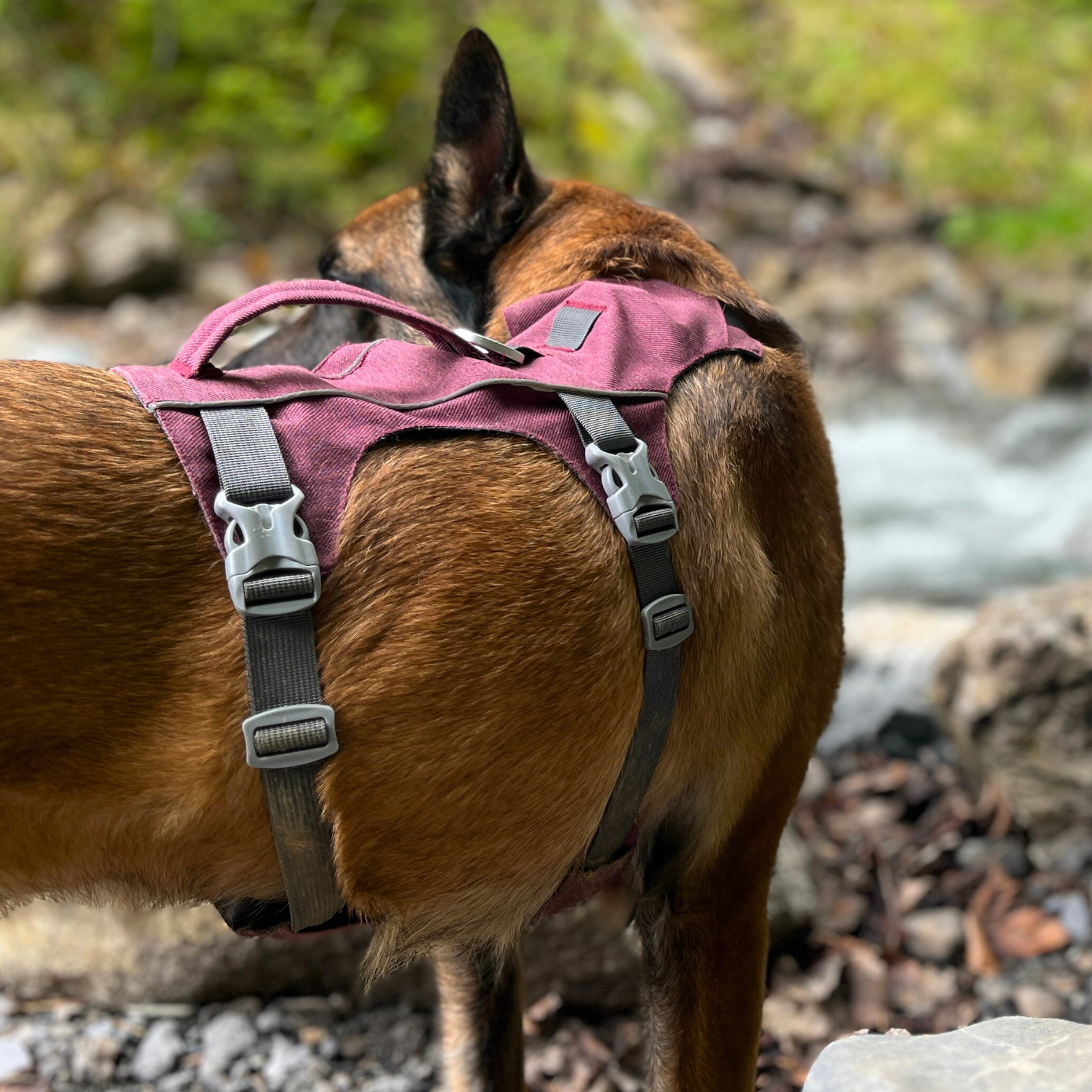Vue arrière du harnais Explorer OrkaDog sur un chien Malinois en forêt, soulignant le maintien et la coupe technique