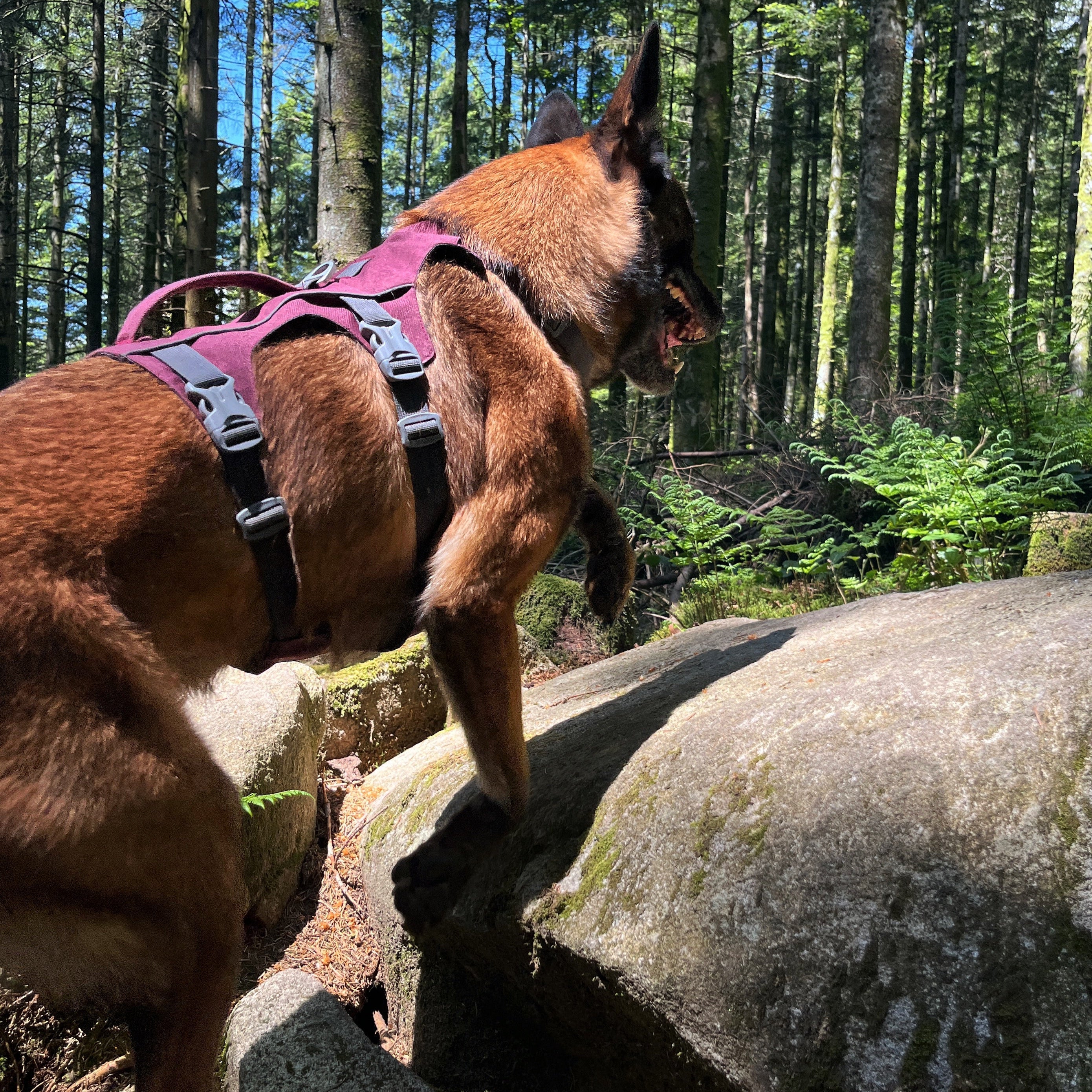 Chien avec un harnais Explorer 3 points OrkaDog  en mouvement lors d'une randonnée sur terrain rocheux en forêt