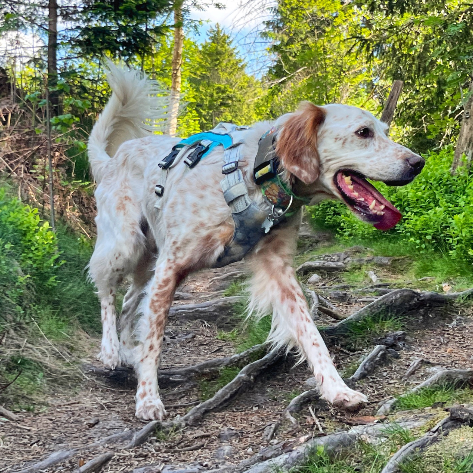 Chien en pleine randonnée en forêt avec harnais rafraîchissant OrkaDog 3 points