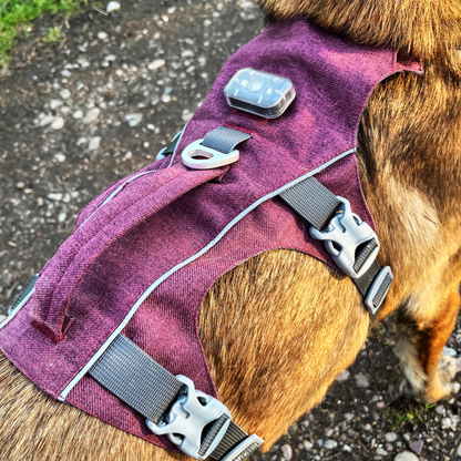 Détail harnais Explorer OrkaDog avec attache pour lumière et bandes réfléchissantes pour la visibilité nocturne