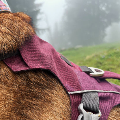 Vue rapprochée du dos du chien équipé du harnais Explorer OrkaDog pour la sécurité et le maintien