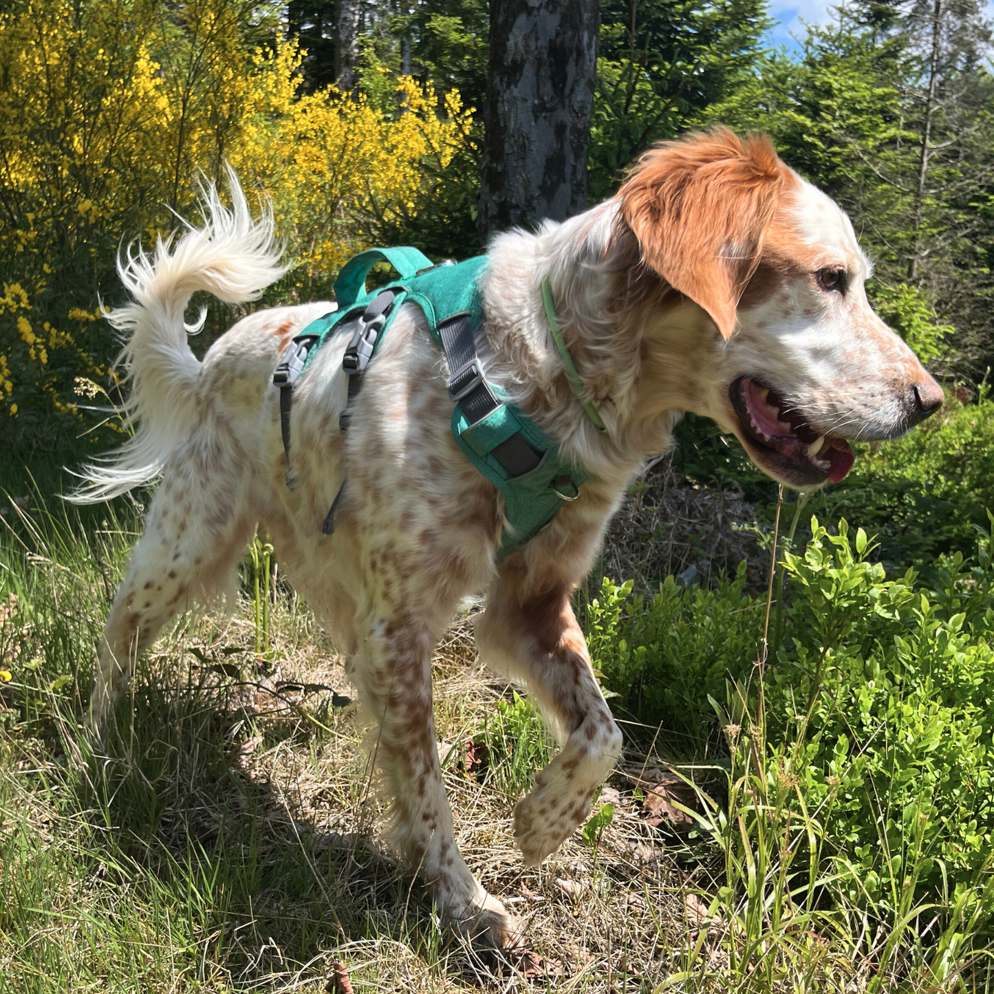 Chien en pleine balade en forêt avec un harnais vert OrkaDog, dans une végétation dense et fleurie