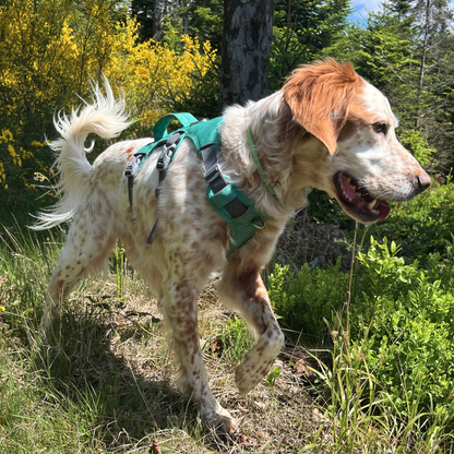 Chien en pleine balade en forêt avec un harnais vert OrkaDog, dans une végétation dense et fleurie