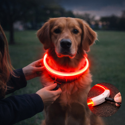 Collier LED Haute visibilité