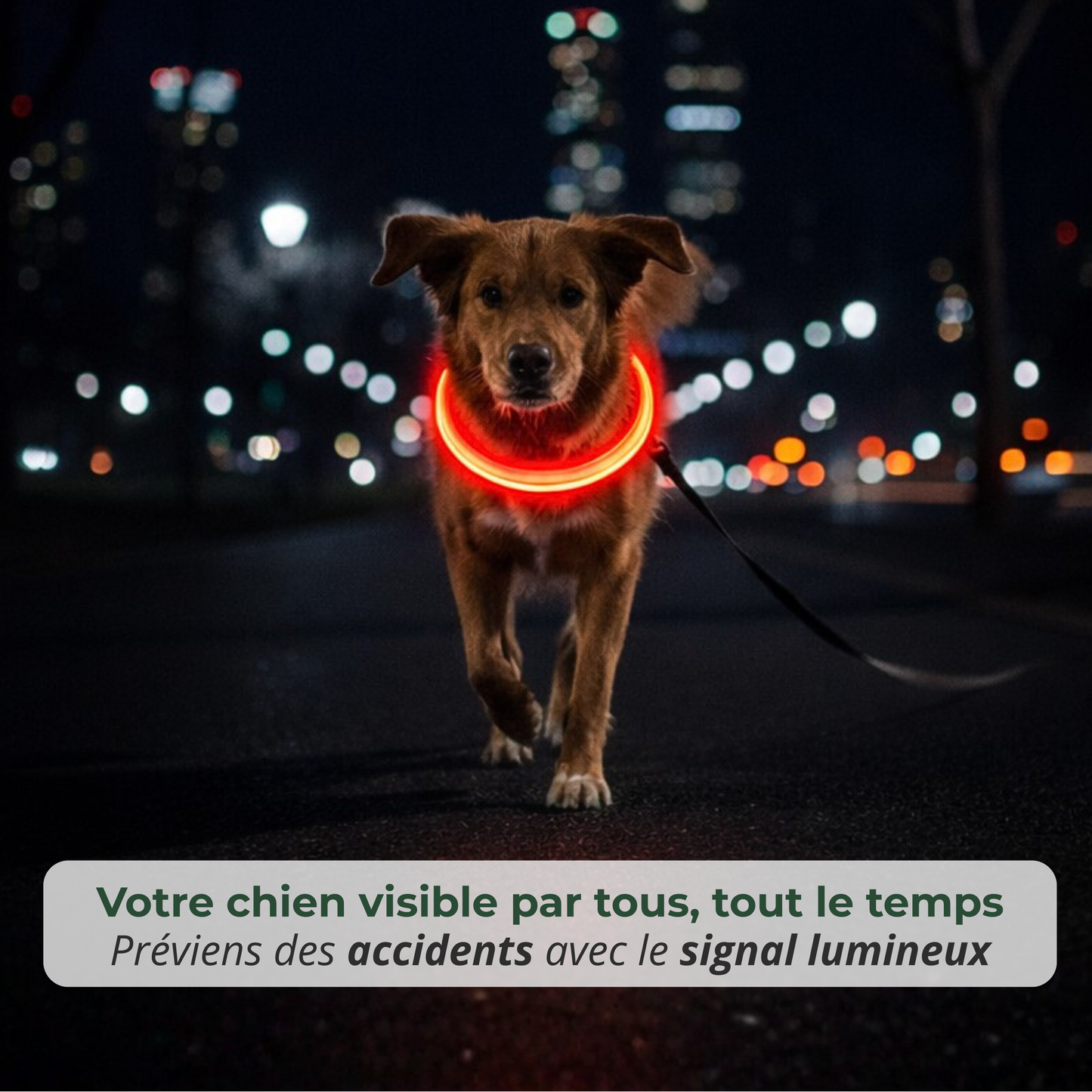 Collier LED Haute visibilité