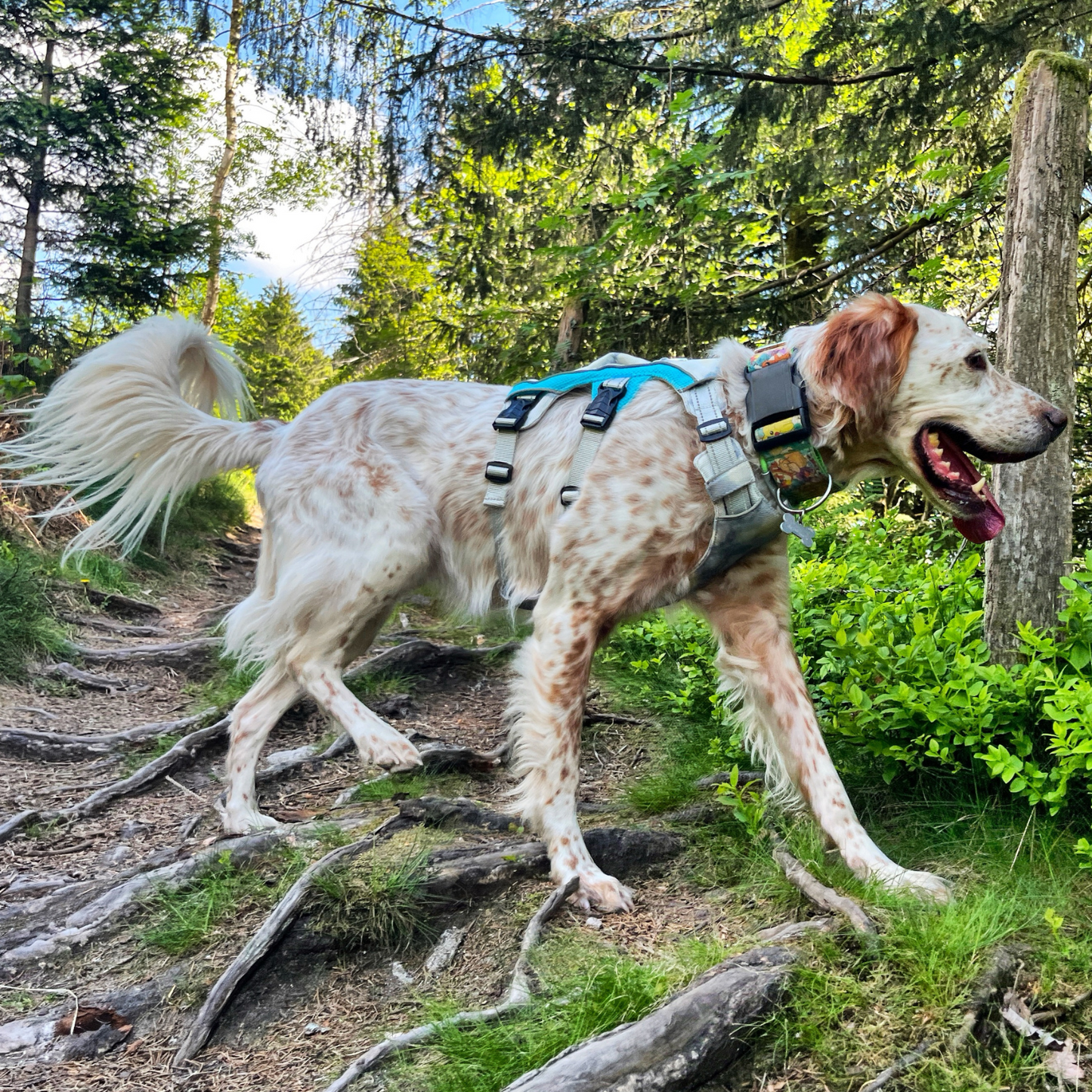 Chien en mouvement sur un sentier de randonnée, harnais Arktic rafraîchissant visible