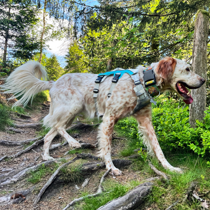 Chien en mouvement sur un sentier de randonnée, harnais Arktic rafraîchissant visible